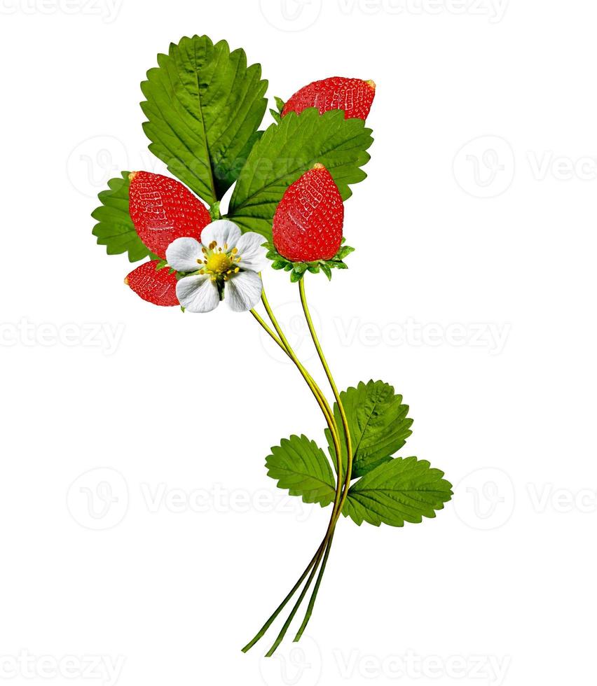 branch of strawberries isolated on white background photo