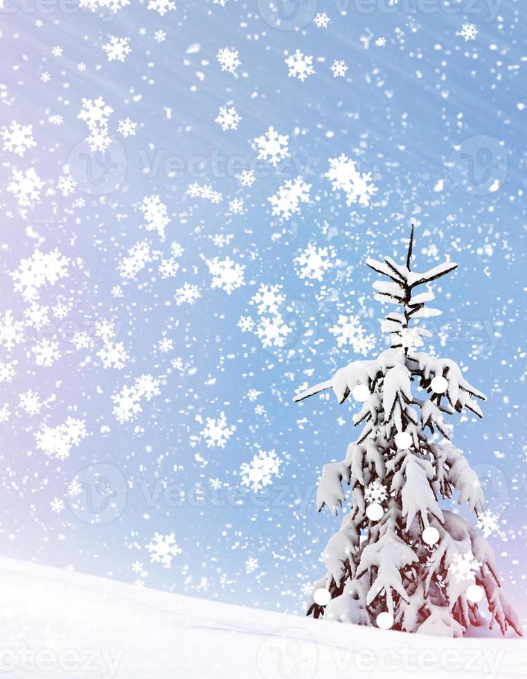 Winter Forest. Winter landscape. Snow covered trees photo