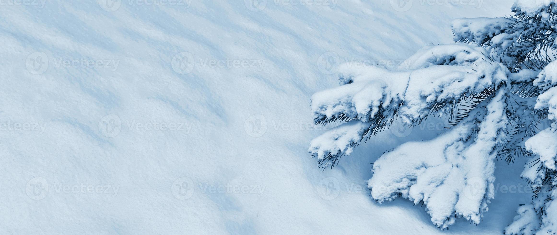 Frozen winter forest with snow covered trees. photo