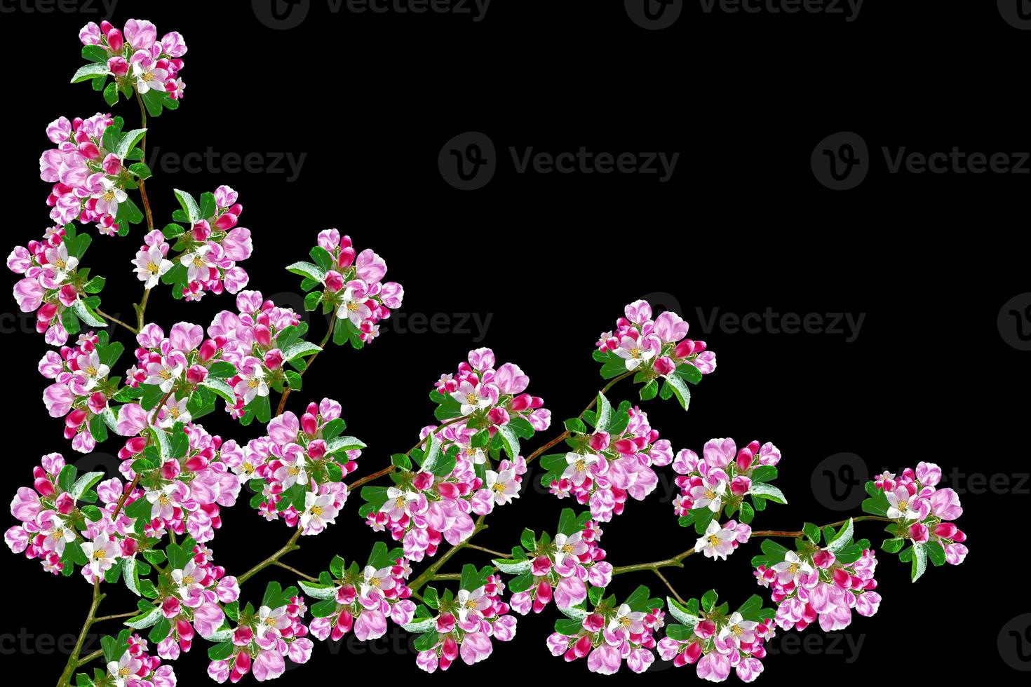 Flowering branch of apple photo