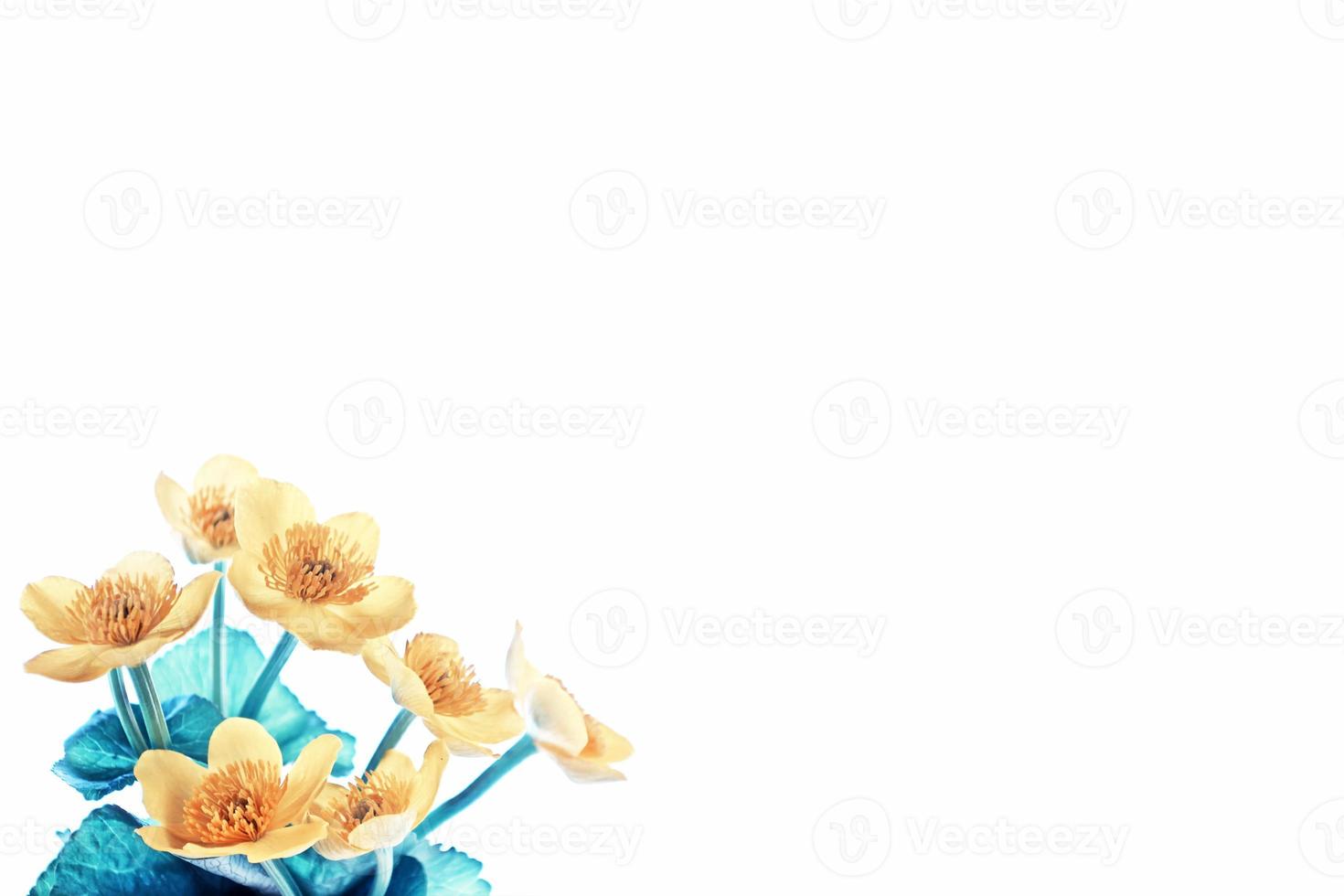 Bright yellow spring flowers on a white background. photo