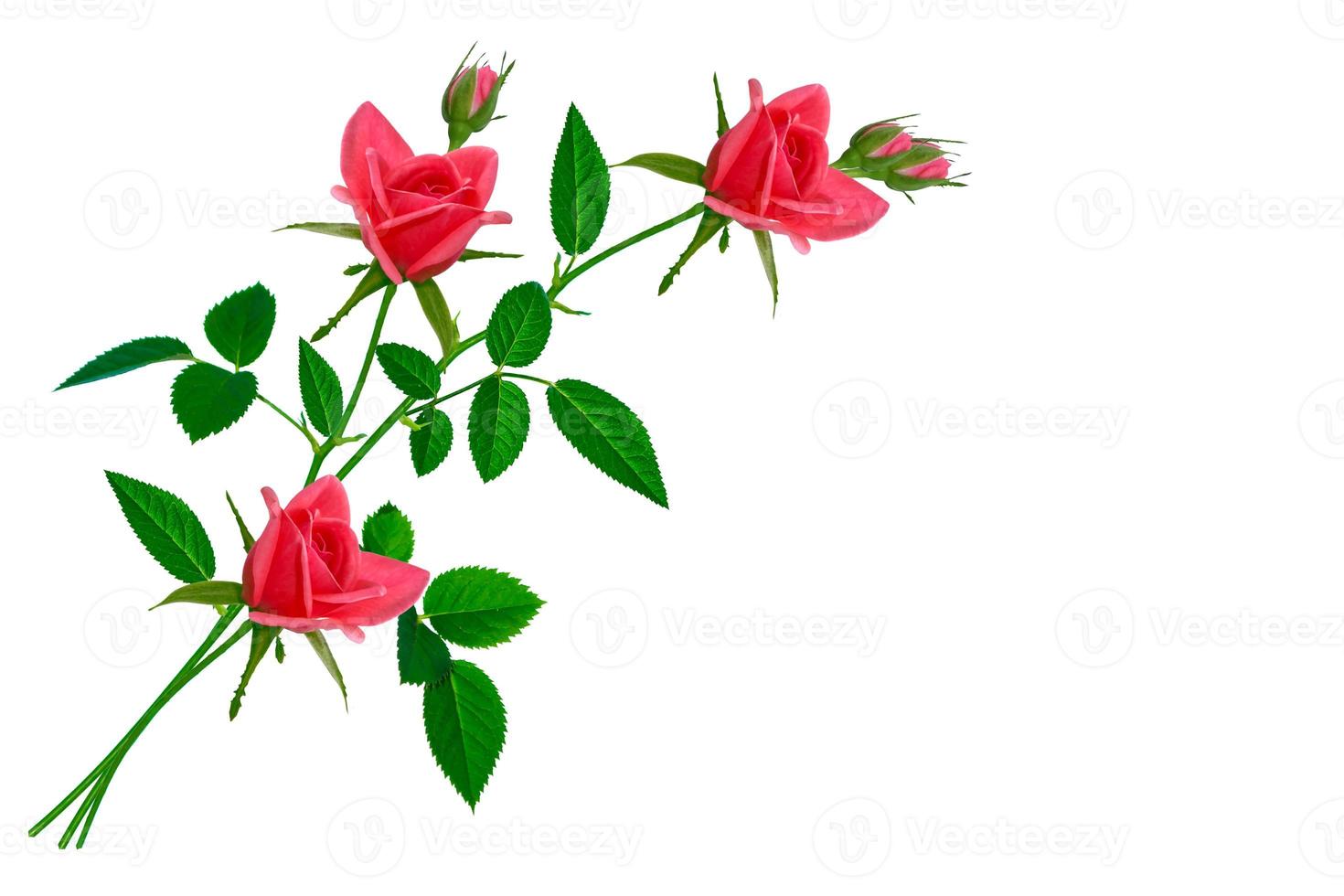 Flower bud roses on a white background photo