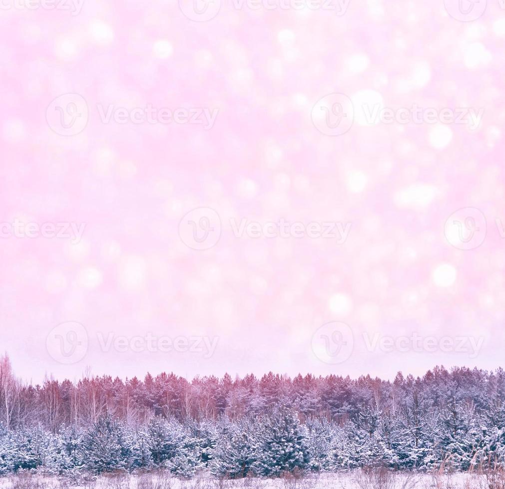 Frozen winter forest with snow covered trees. photo