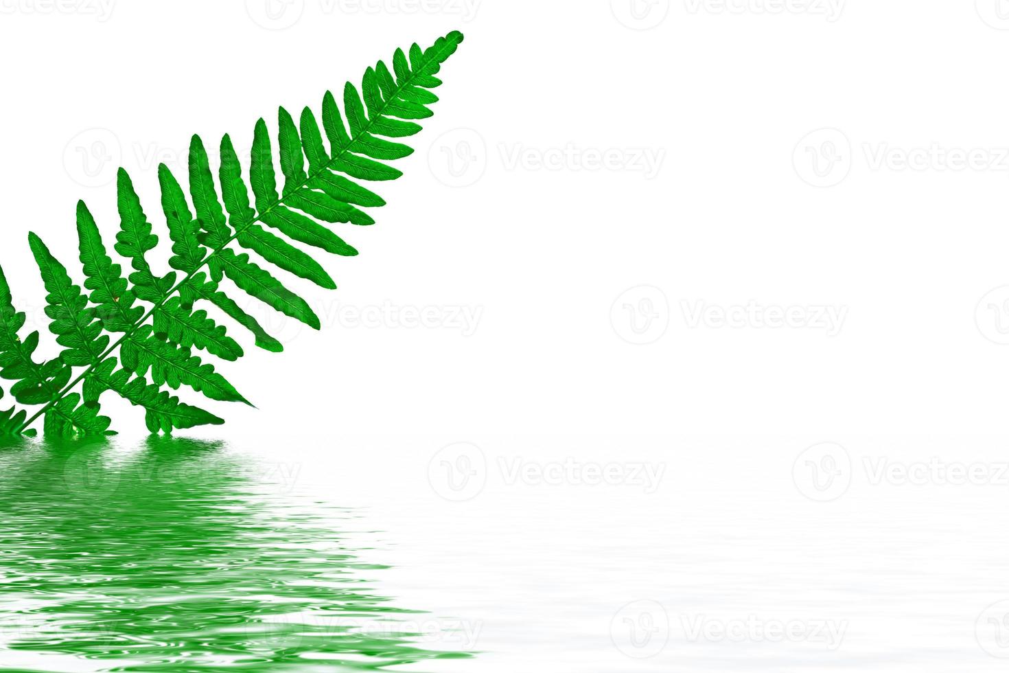 green leaf of a tropical flower fern photo