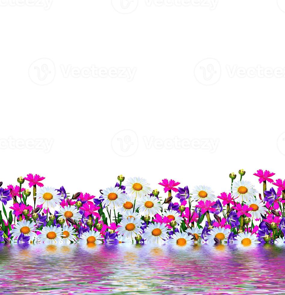 field daisy flowers and bells isolated on white background photo