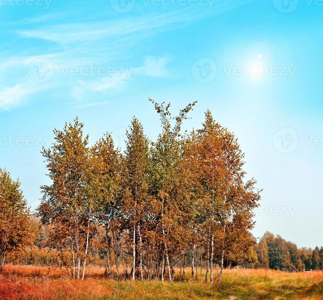 Autumn landscape. Beautiful  leaves. Colorful trees. Indian summer photo