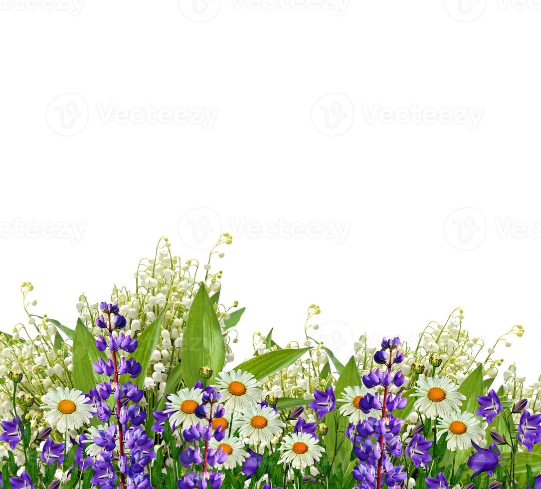 daisies summer  flower isolated on white background. photo