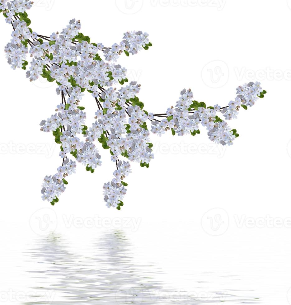 Beautiful delicate flowers of apple blossom isolated on white background. photo