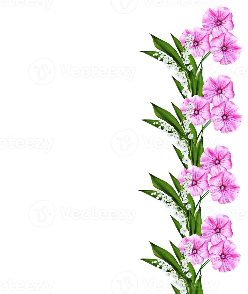 petunia flowers isolated on white background photo