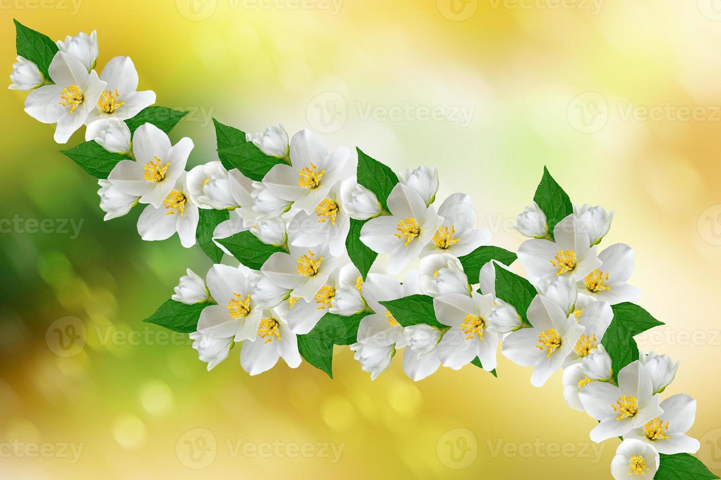 White jasmine flower. photo