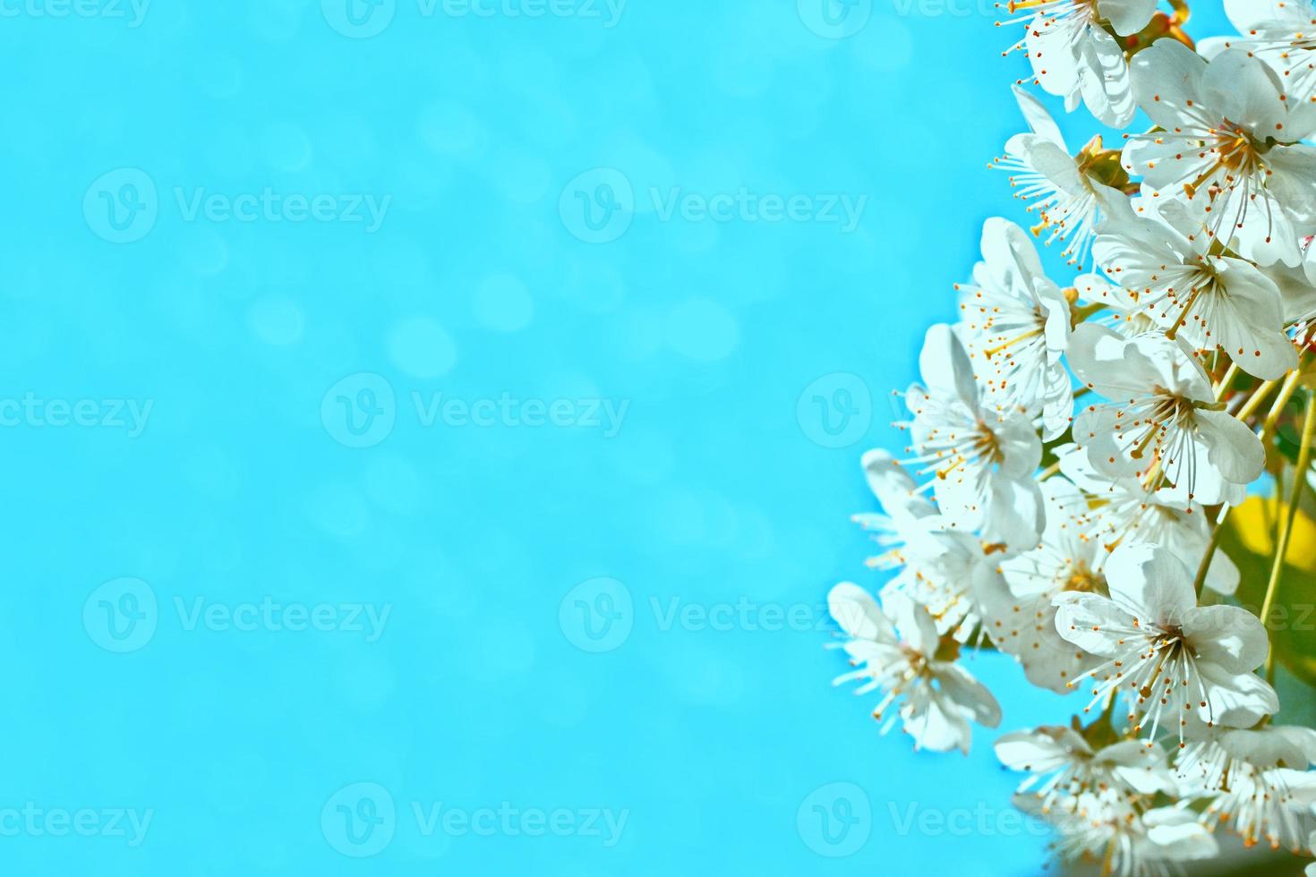 Bright colorful spring flowers photo