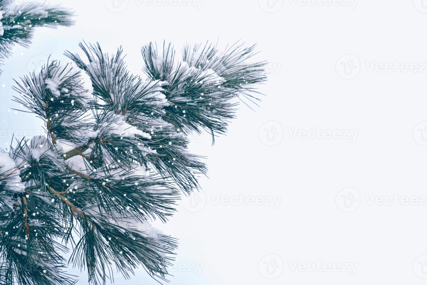 forest in the frost. Winter landscape. Snow covered trees. photo