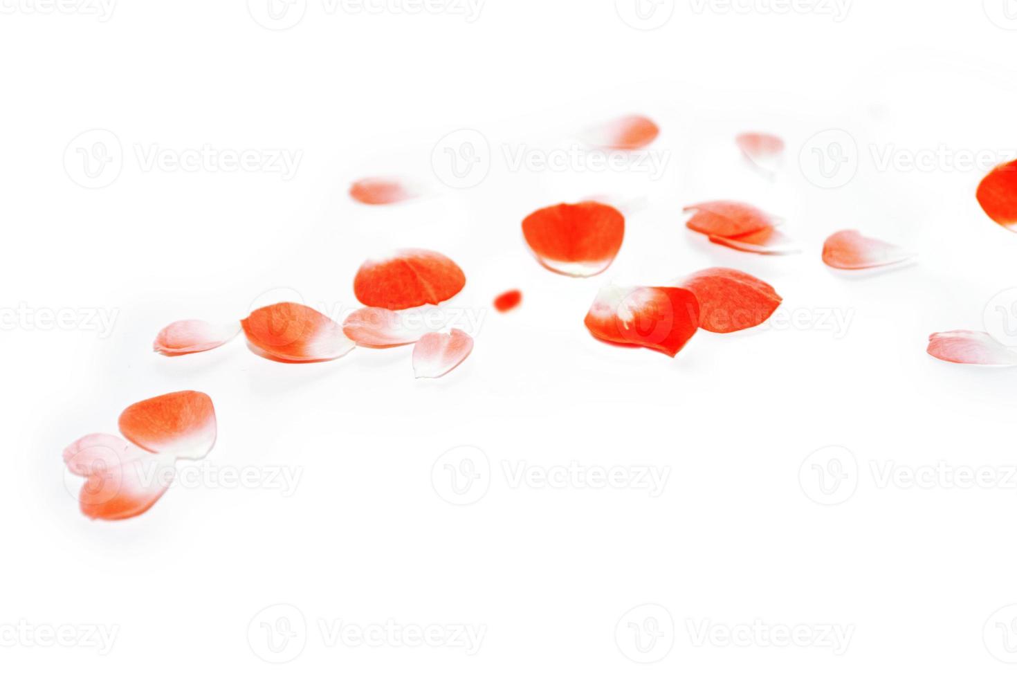 Bright pink rose petals. floral background. photo