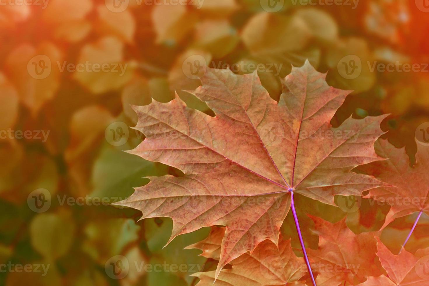 autumn landscape with bright colorful foliage. Indian summer. photo