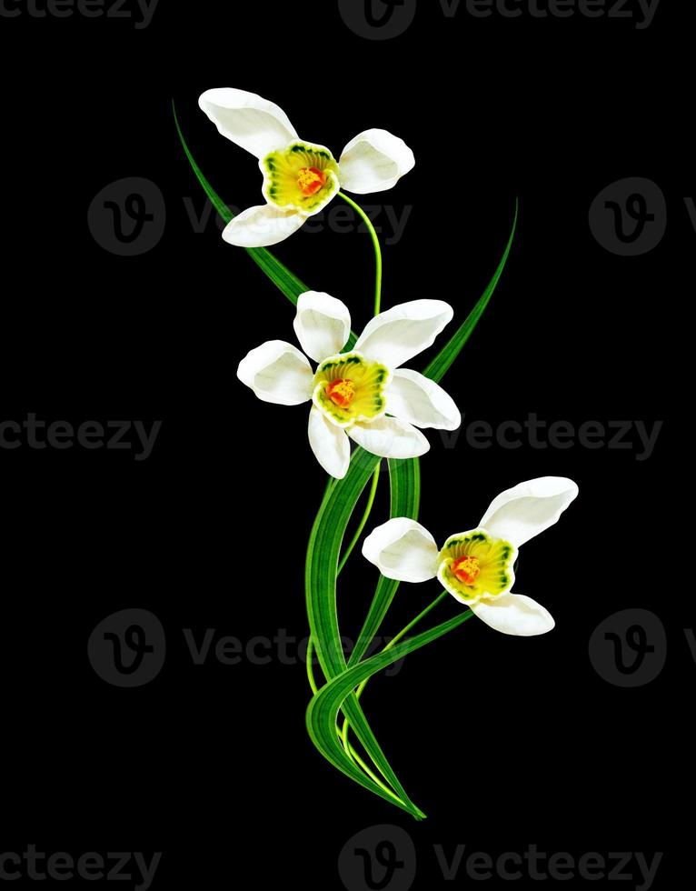 snowdrop flower isolated on black background photo