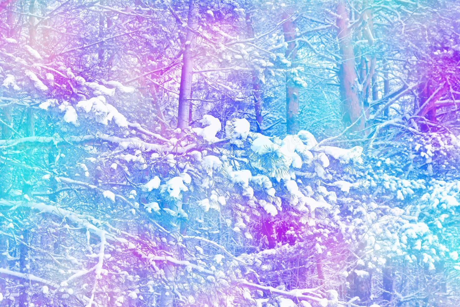 forest in the frost. Winter landscape. Snow covered trees. photo