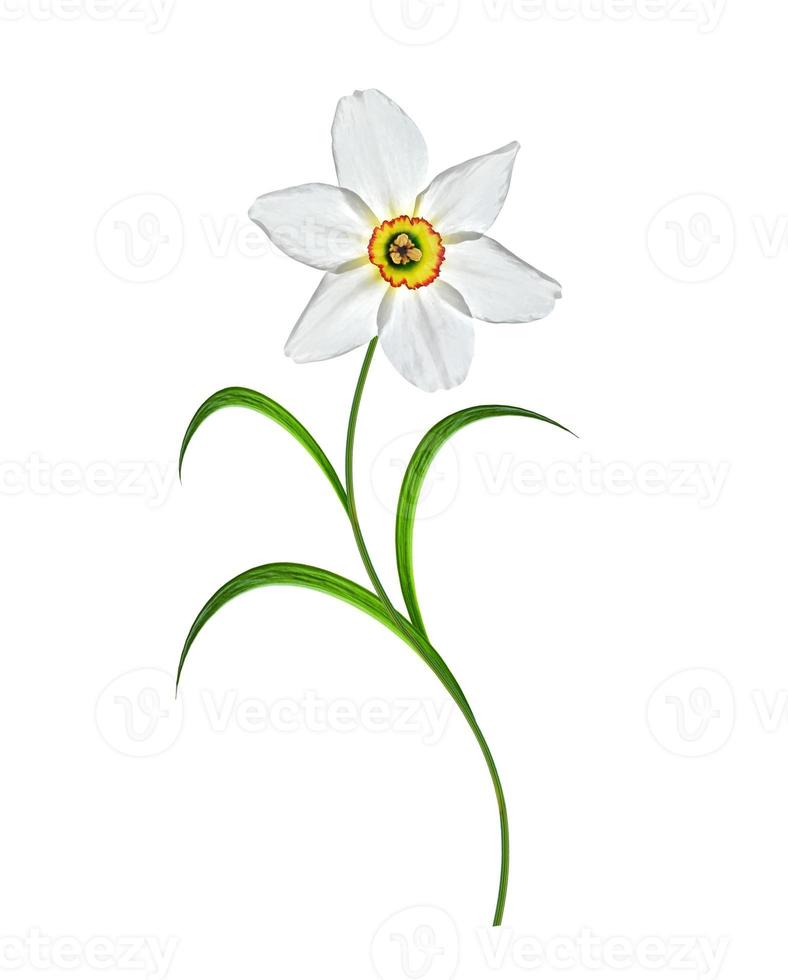 spring flowers narcissus isolated on white background photo