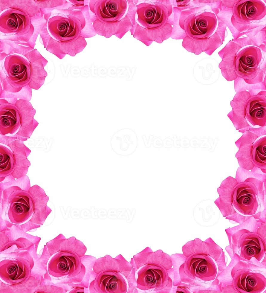 flower buds of roses isolated on white background photo