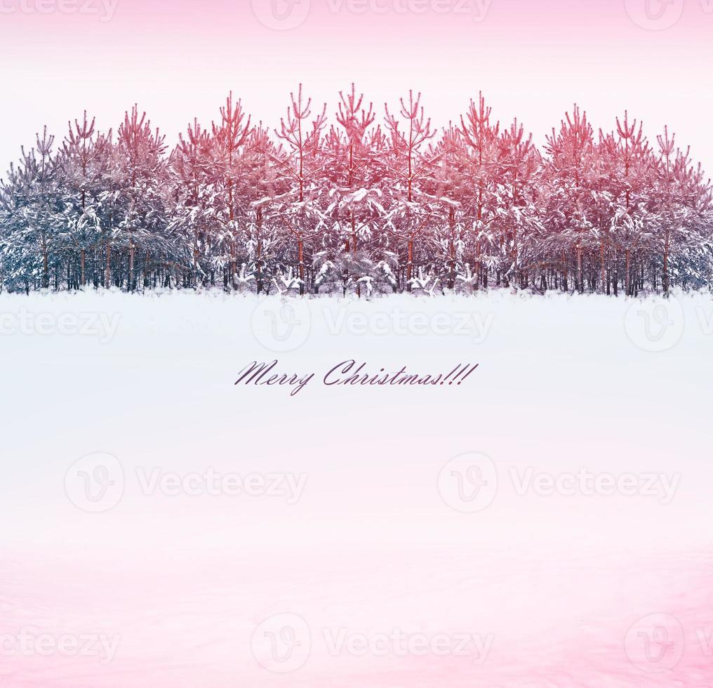 Frozen winter forest with snow covered trees. photo