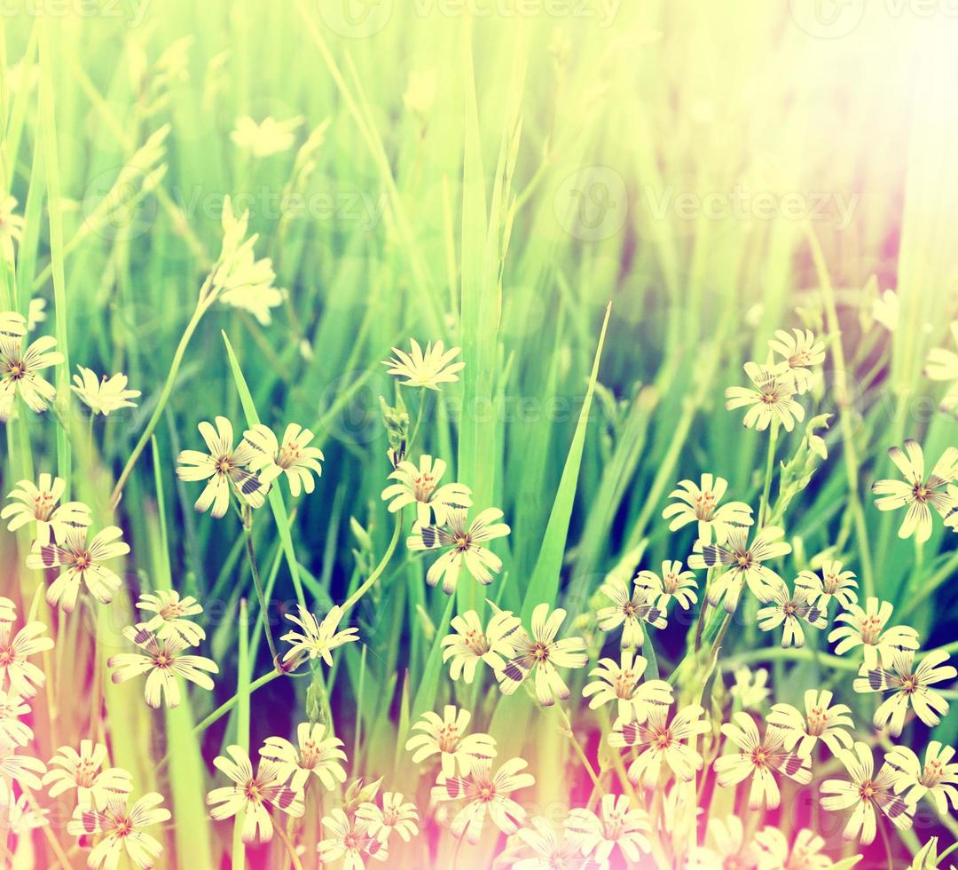 delicate and colorful flowers daisies on a background summer landscape photo