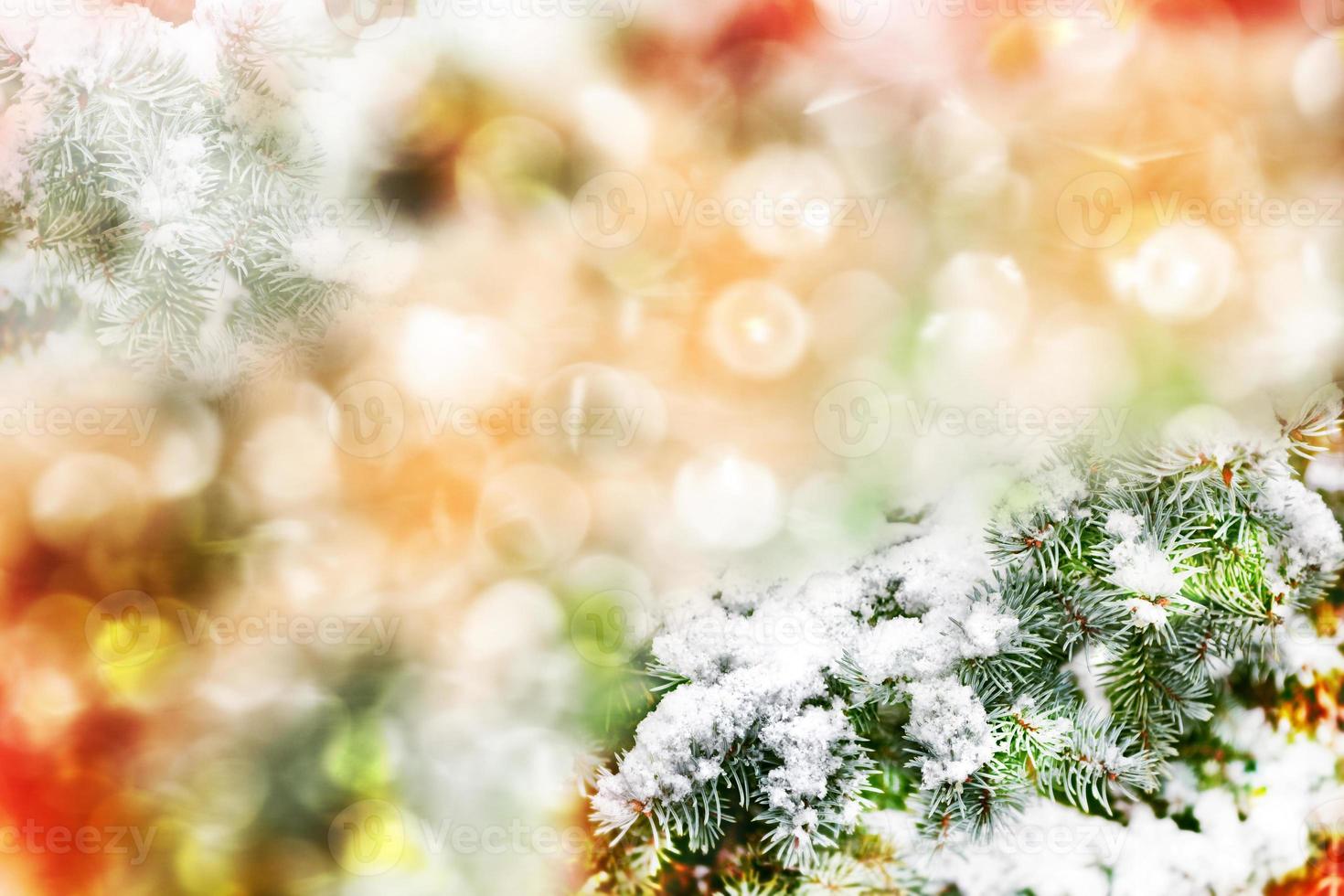 forest in the frost. Winter landscape. Snow covered trees photo