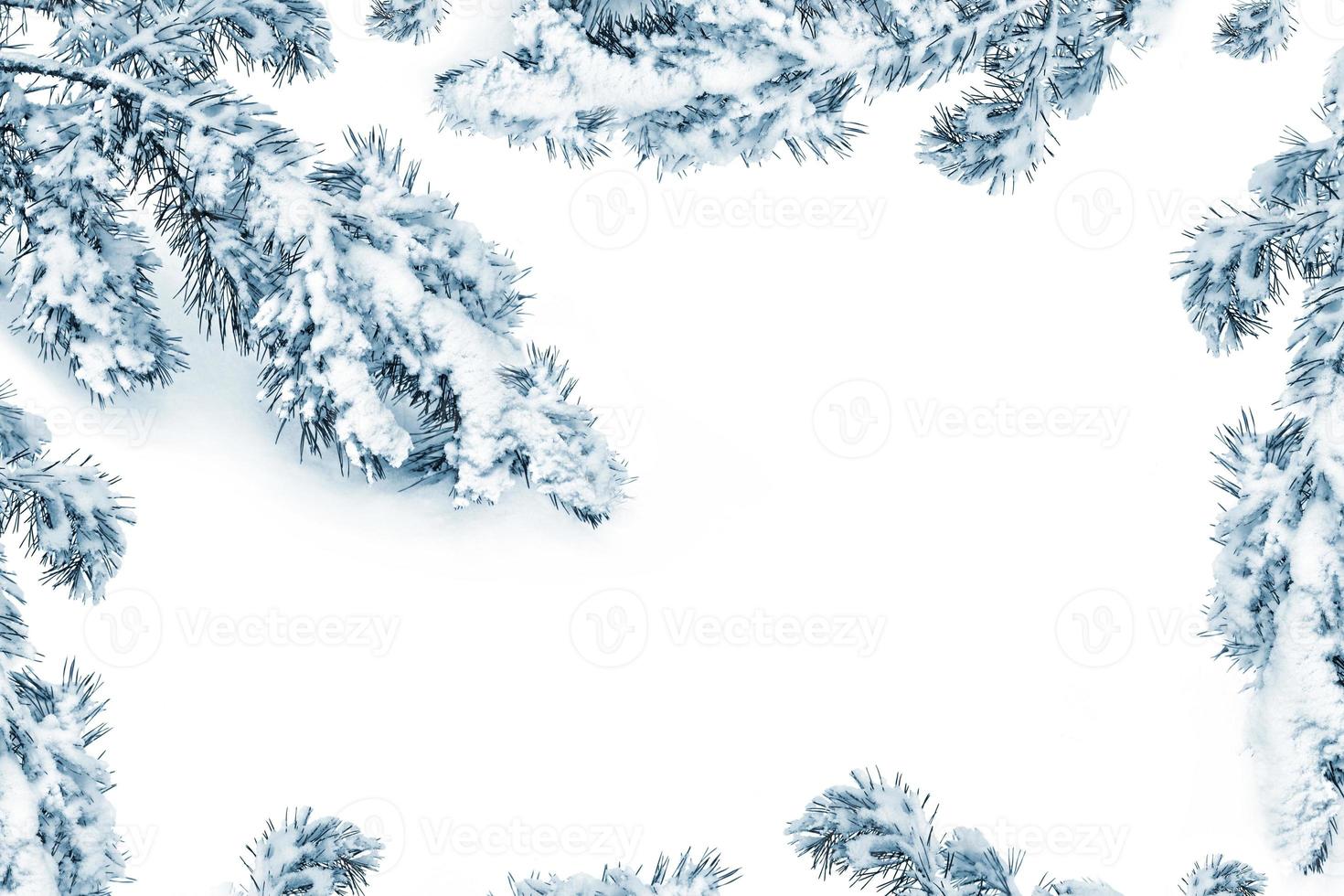 The branches of the snow covered tree Christmas tree photo