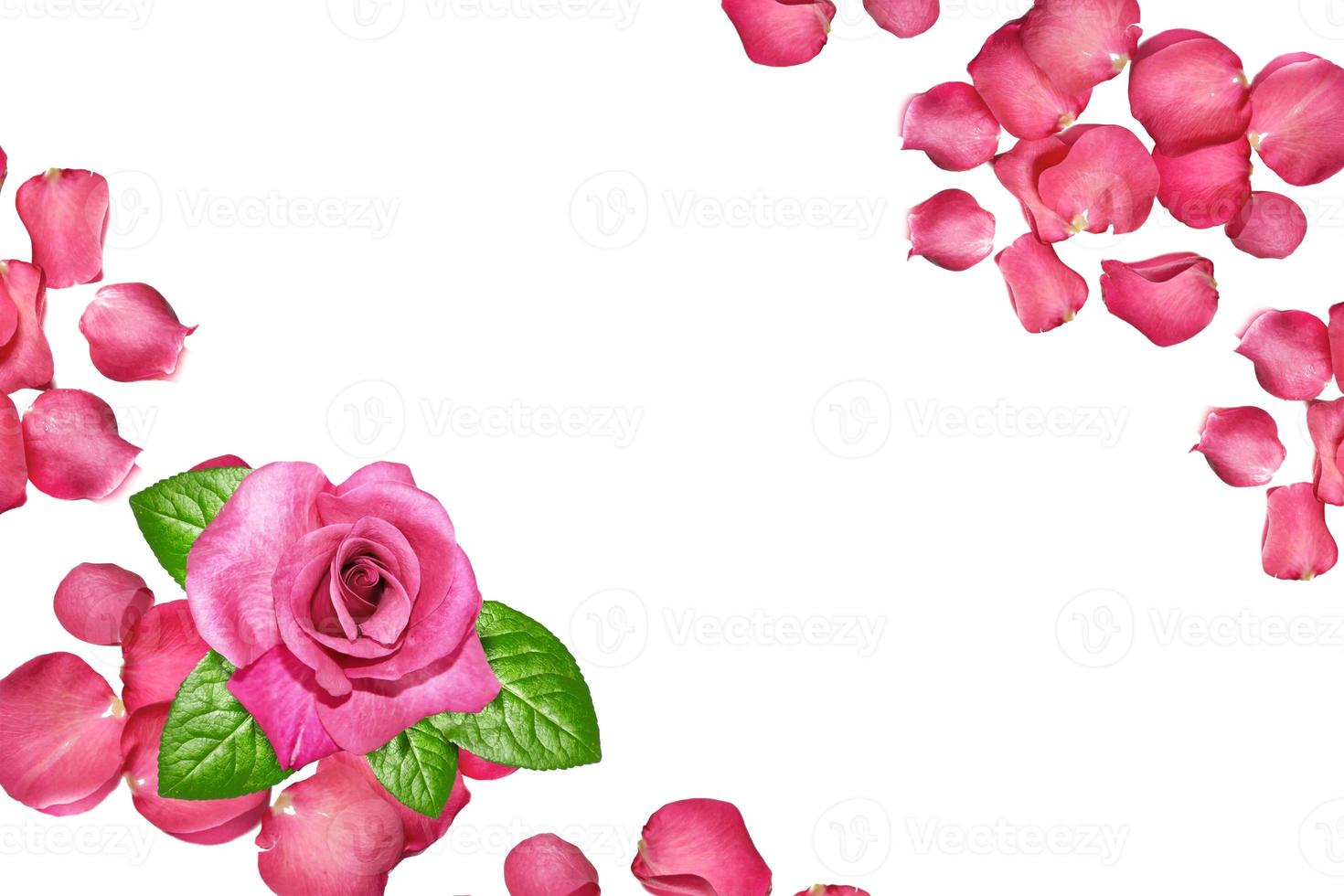 The buds of flowers roses. Holiday card photo