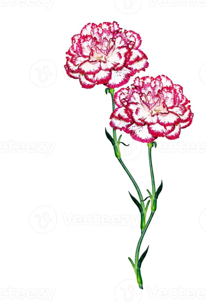 Bouquet of flowers carnation. photo