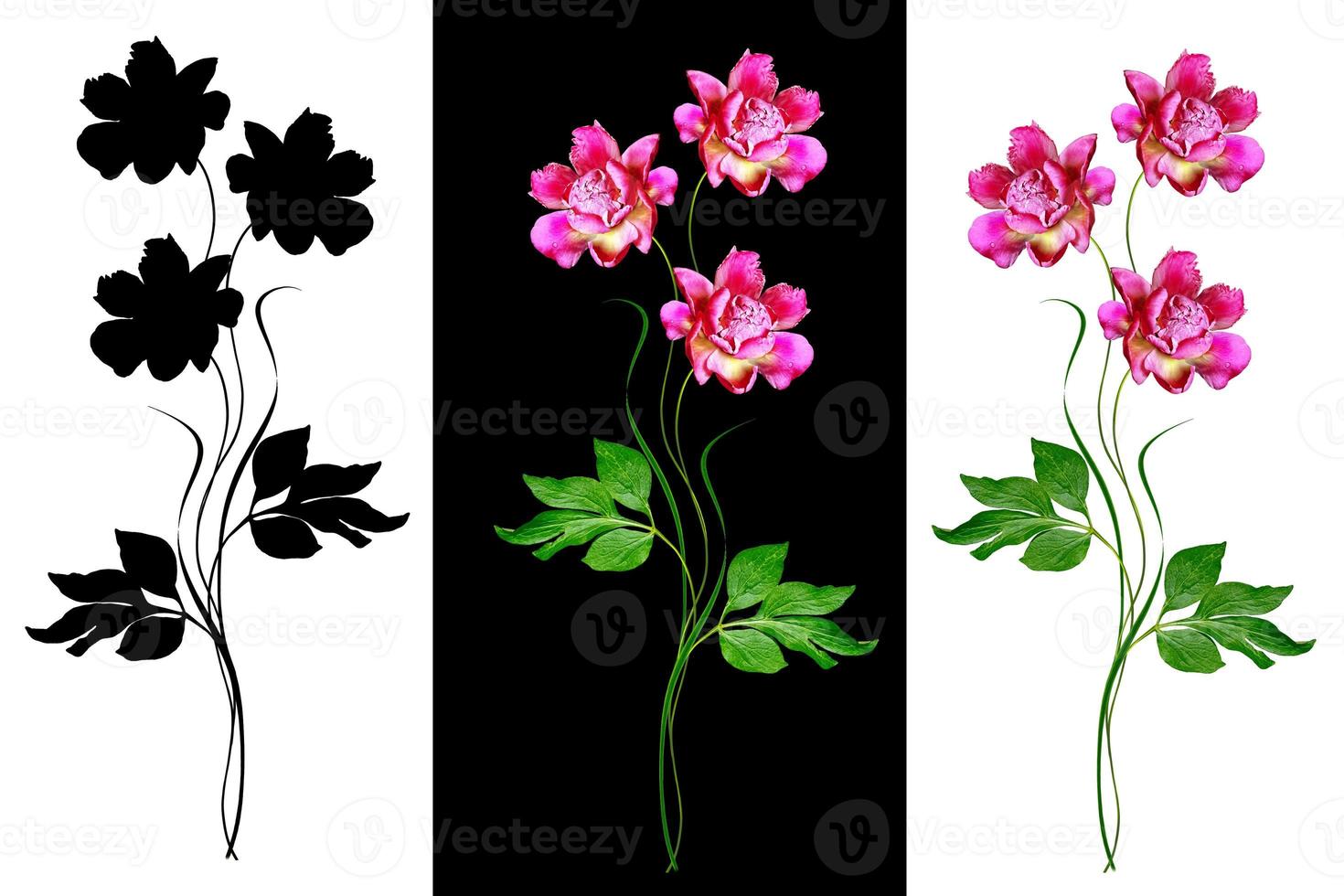 Colorful bright flowers peonies isolated on white background. photo