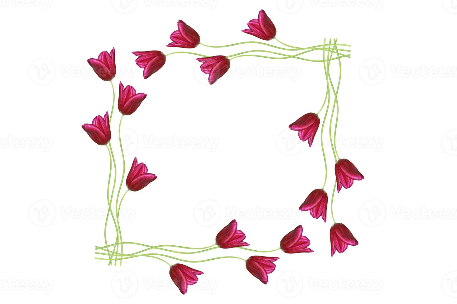 spring flowers tulips photo