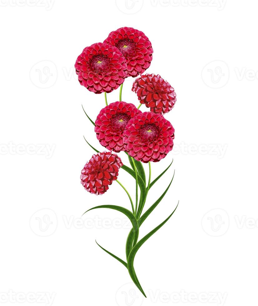 Dahlia flower isolated on white background photo