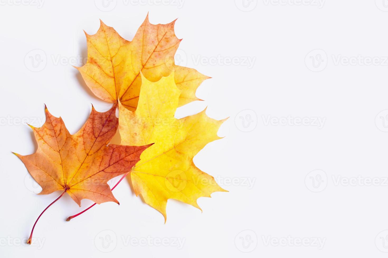 Bright colorful autumn leaves photo