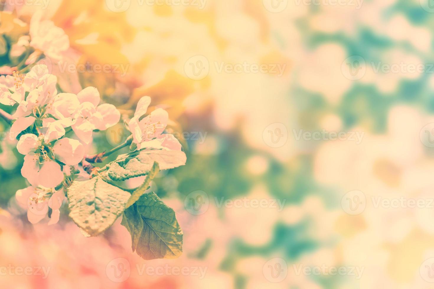 Bright colorful spring flowers photo