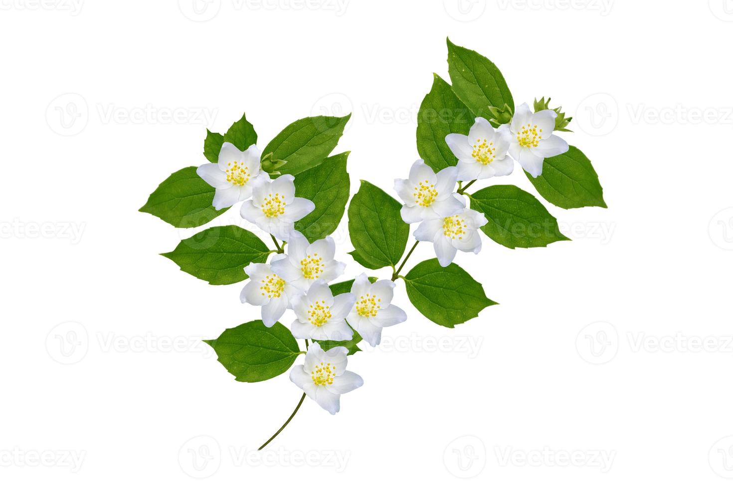 branch of jasmine flowers isolated on white background. photo