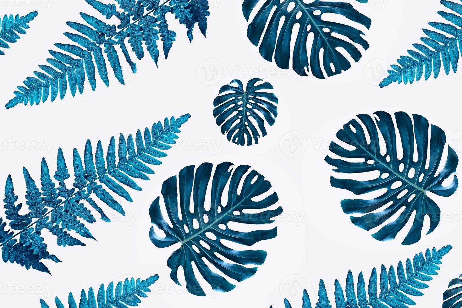 Floral backgroundgreen leaf of a tropical flower monstera isolated on white background. photo