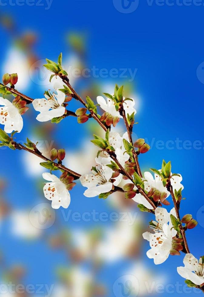 cereza en flor. jardín de flores de primavera. foto