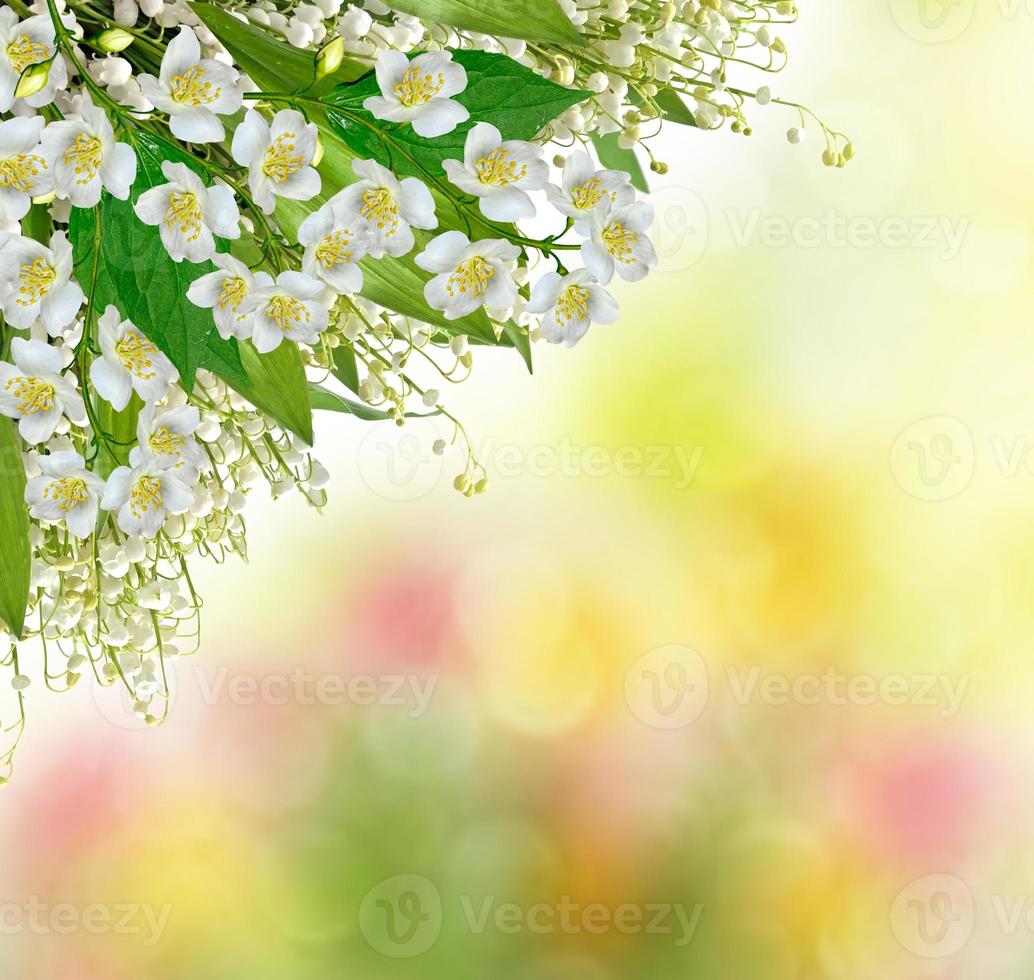 White jasmine flower. photo