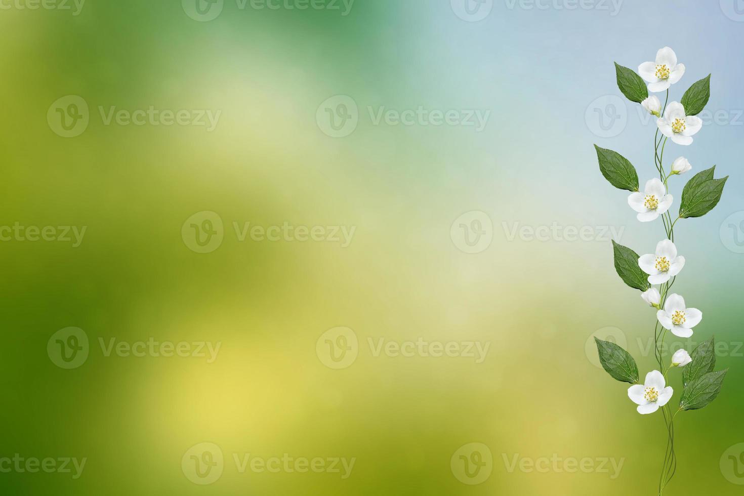 White jasmine The branch delicate spring flowers photo