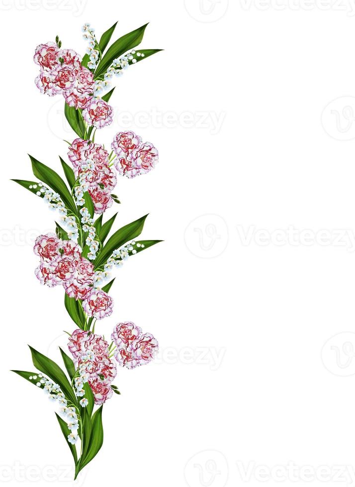 carnation isolated on white background photo
