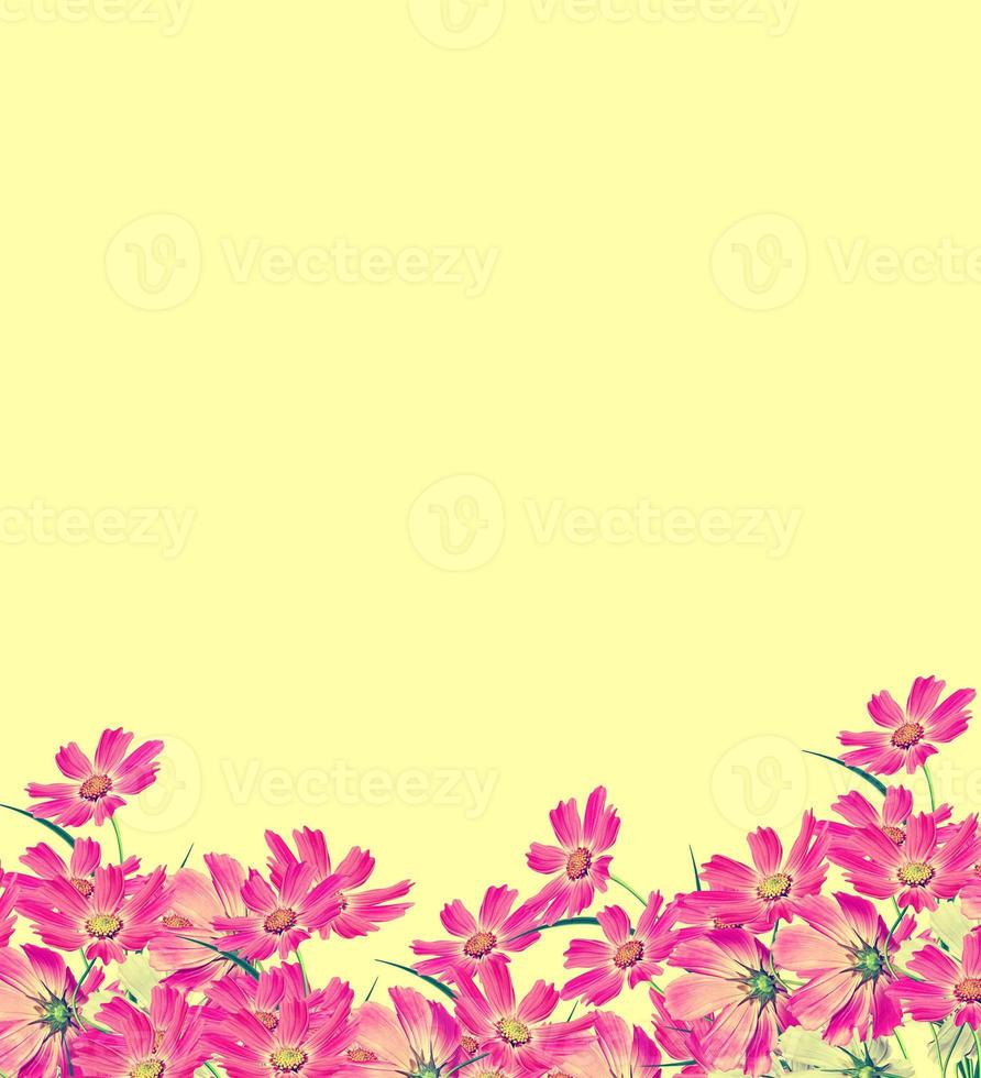 Cosmos flowers isolated on yellow background. photo