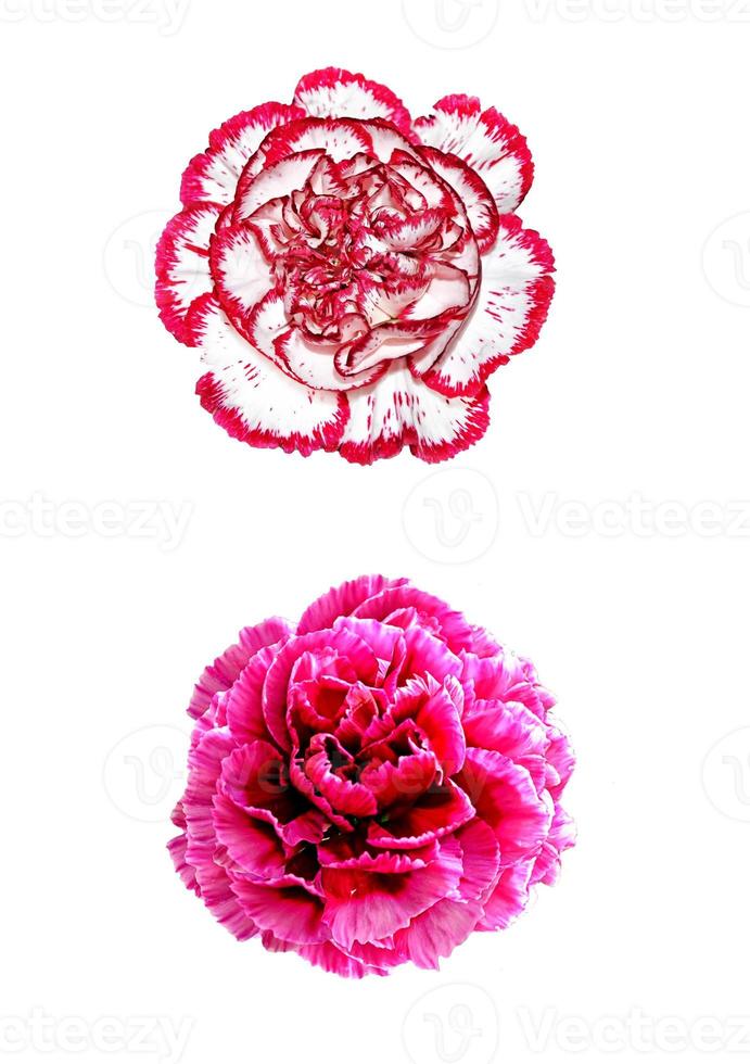 Bouquet of flowers carnation. photo
