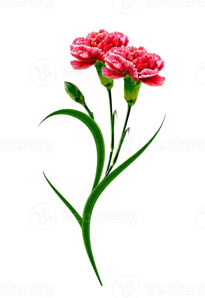 Bouquet of flowers carnation. Flowers isolated on white background. photo