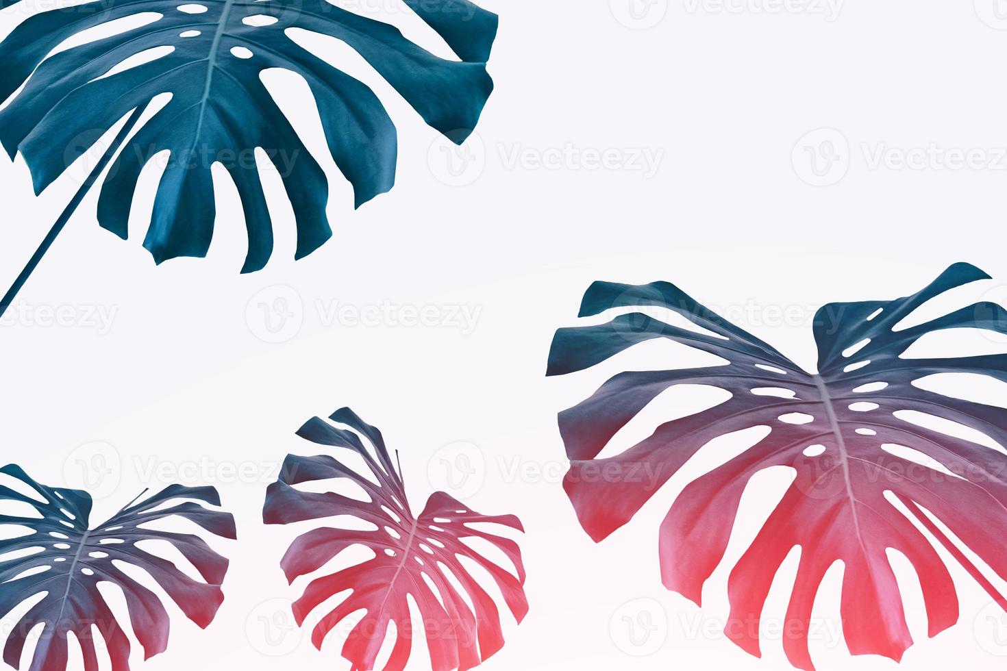 Floral background of green leaves of monsters and ferns photo
