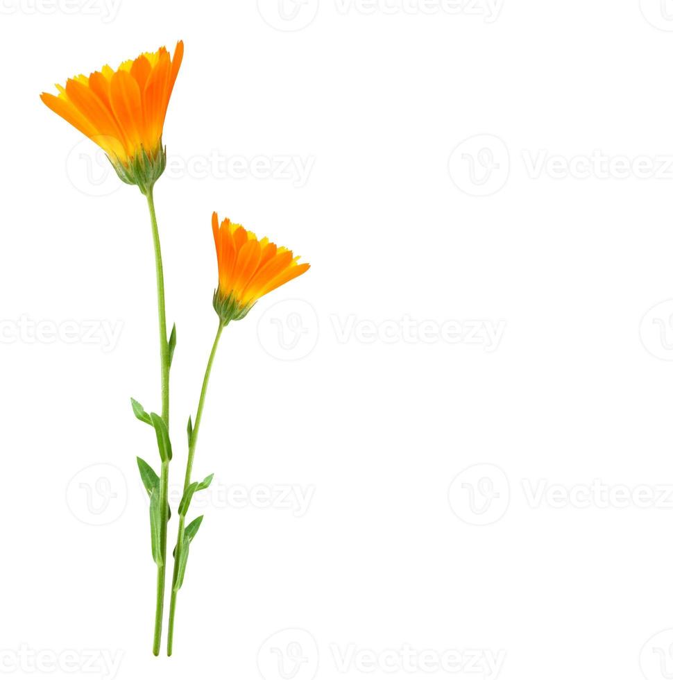 Bright marigold flowers photo