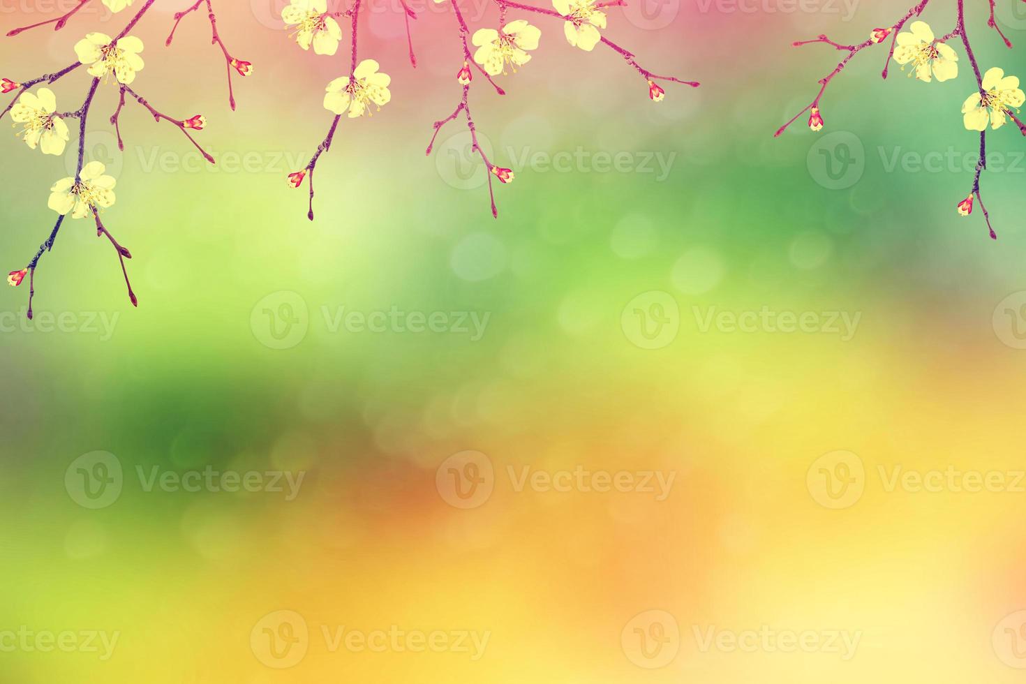 Bright colorful spring flowers photo