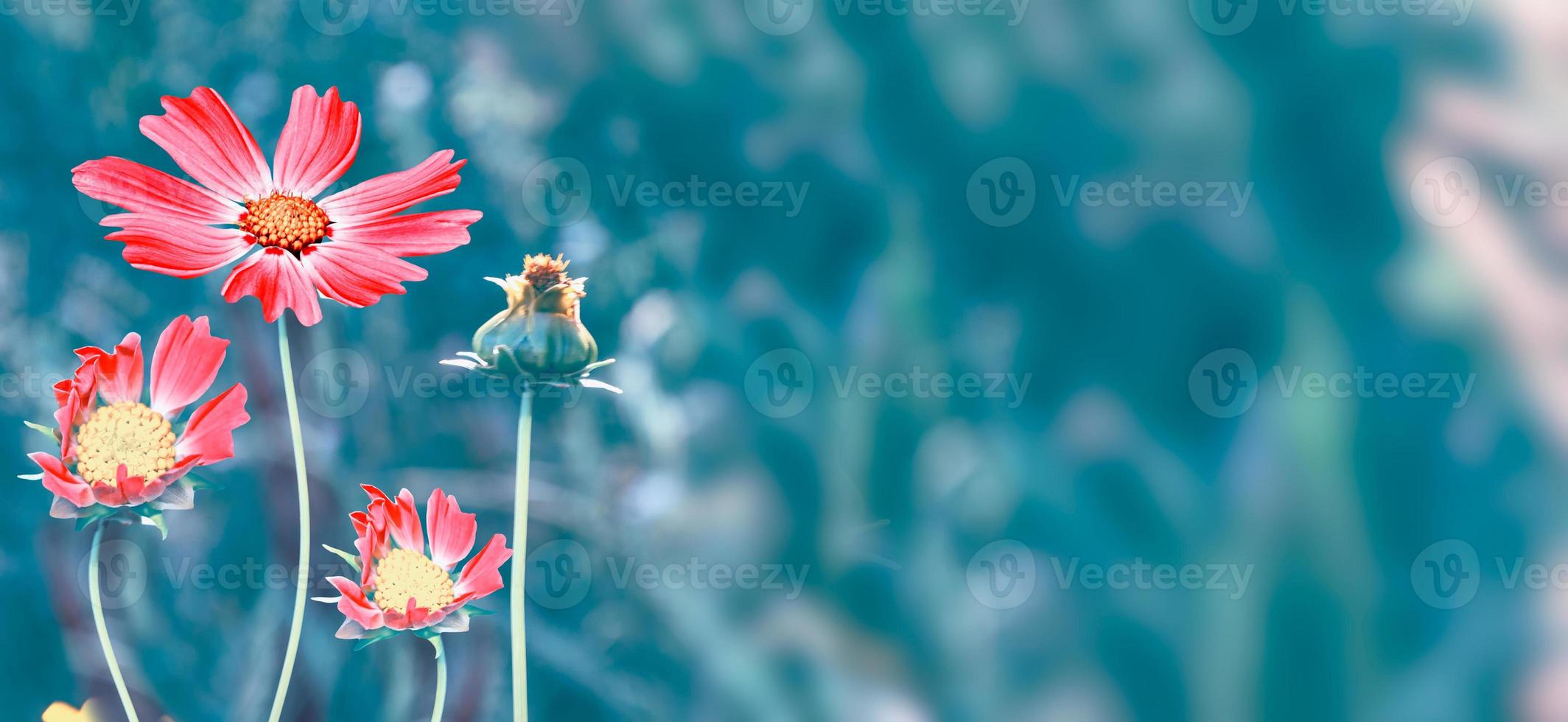 Colorful cosmos flowers on a background of summer landscape. photo