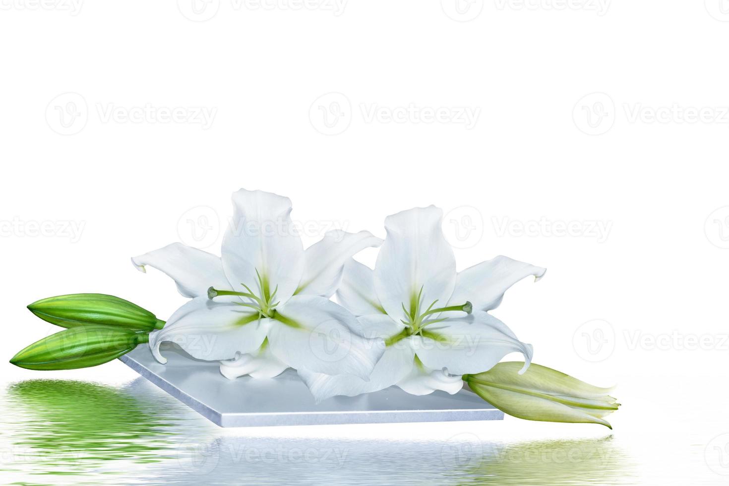 Flower lily isolated on white background. summer photo