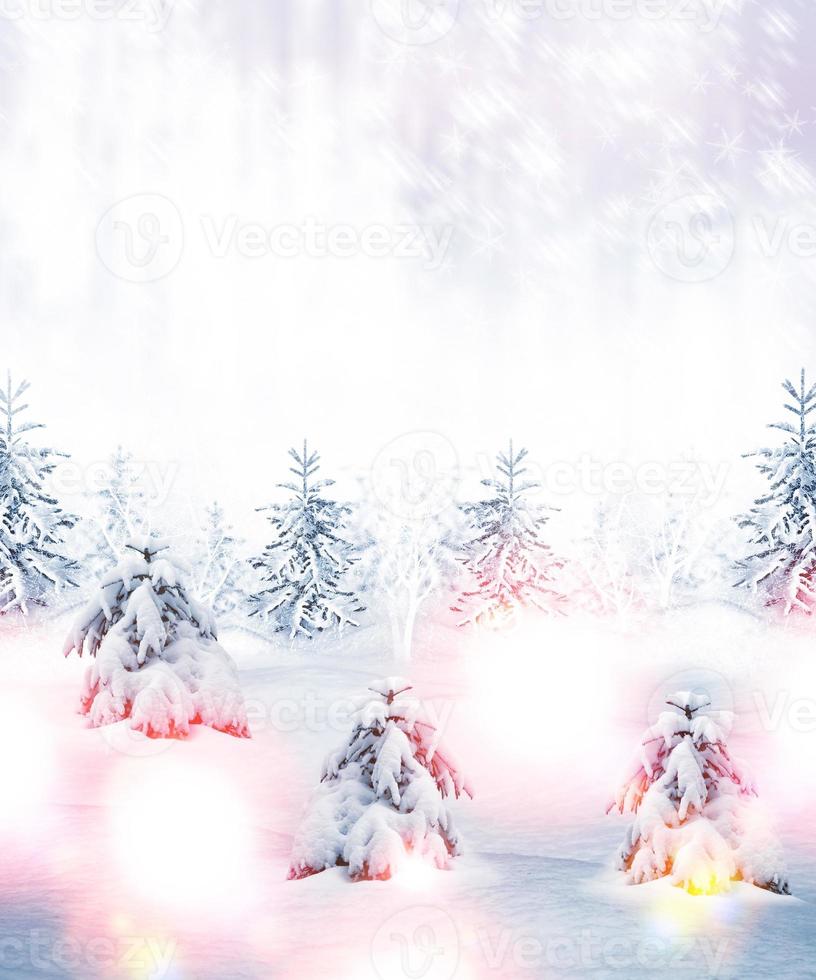 Winter forest. Winter landscape. photo