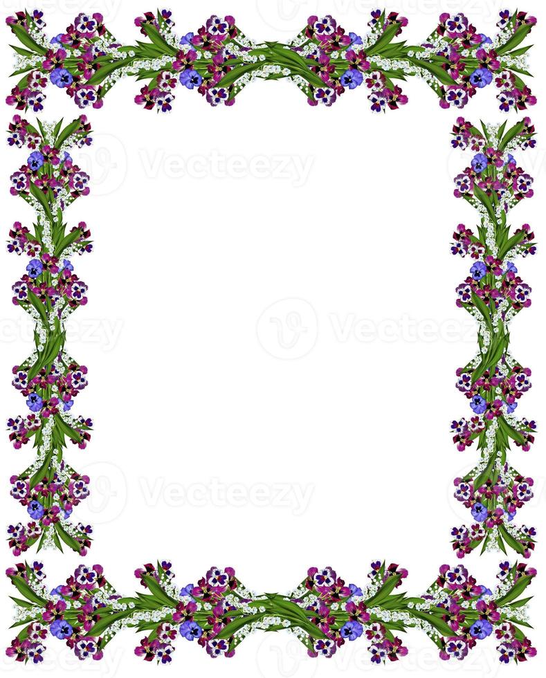 pansy flowers isolated on white background photo