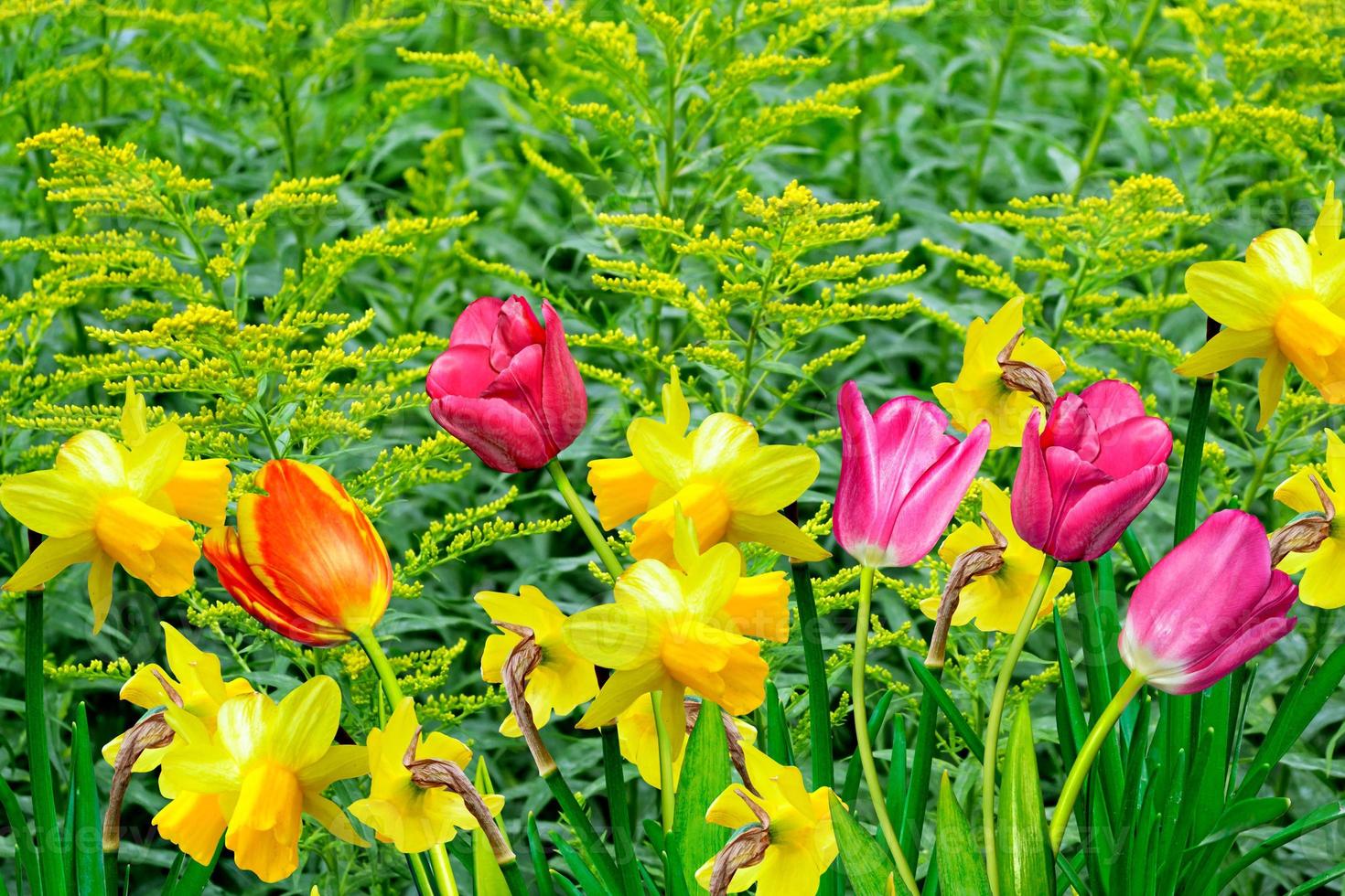 Spring flowers daffodils and tulips photo